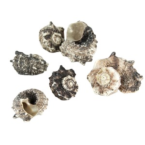 Artesanías <span class=keywords><strong>de</strong></span> Conchas DIY en Bolsas <span class=keywords><strong>de</strong></span> <span class=keywords><strong>Red</strong></span>, un Éxito <span class=keywords><strong>de</strong></span> Ventas - Product Image 5