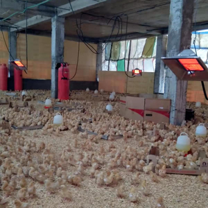Calentador de gas infrarrojo CE Invernadero Pollo Granja Equipo de calefacción para cría de animales - Product Image 5
