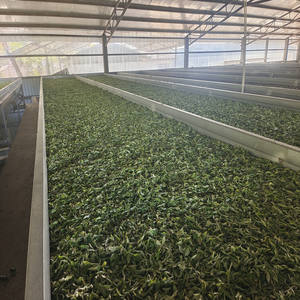 Bolsa de té triangular con sabor a <span class=keywords><strong>pomelo</strong></span> de China, flor de hoja de té suelta, <span class=keywords><strong>pomelo</strong></span>, té oolong de lichi - Product Image 6