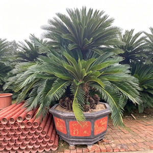 Palmeras Cycas Naturales Grandes de Venta Directa de Fábrica, Plantas Vivas al por Mayor, Palmeras Sago para Paisajismo y Plantas Ornamentales - Product Image 4