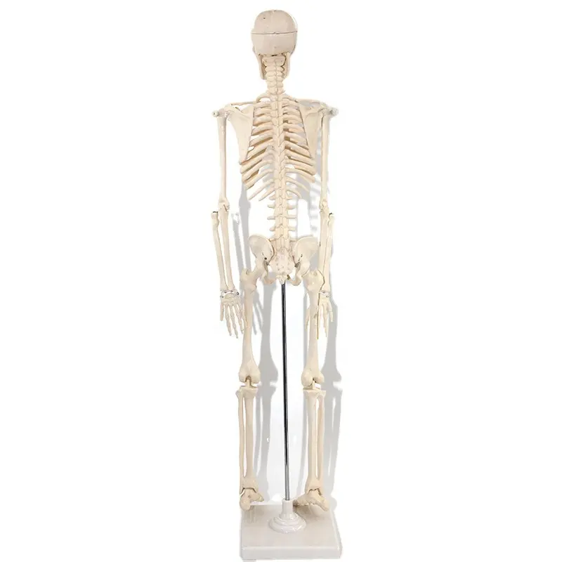 Esqueleto de plástico humano de alta calidad para hombre, juguete educativo de anatomía médica de 85cm, modelo de hueso humano