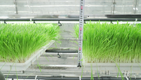 Ferme en conteneurs, usine de plantes, agriculture verticale hydroponique, serres, système de contrôle intelligent, fourrage, laitue