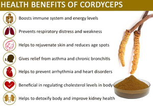 Estratto di <span class=keywords><strong>Cordyceps</strong></span> Militaris Puro all'Ingrosso, Polisaccaride 50%, Cordicepina 0,3% - Product Image 5