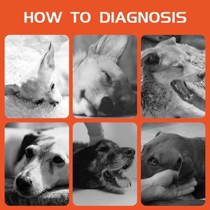 Großhandel Lieferant Medical Dog Allergic Schnelltest Kit IgE kann 80 Allergie substanzen erkennen Veterinär produkt - Product Image 3