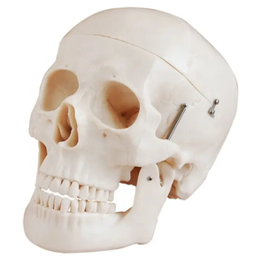 Chỉnh hình trình diễn mô hình giảng dạy y tế PVC Kích thước con người sọ trong xương màu mô hình giải phẫu thế hệ - Product Image 5