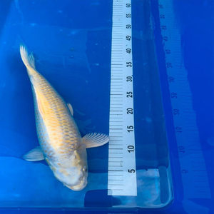 Aquarium en fibre de verre aquarium 24 pouces affichage composite industriel 40 gallons Koi mesure aquarium - Product Image 4