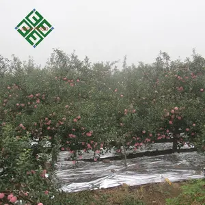 A maçã chinesa granel smith apple para atacalesale