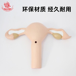 Modelo de anatomía ovariana, material de PVC, modelo de demostración de anticoncepción femenina, modelo de útero femenino humano normal - Product Image 5
