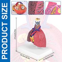 Modèle anatomique du système respiratoire humain : larynx, trachée, poumon, cœur pour la démonstration pédagogique en biologie et en faculté de médecine