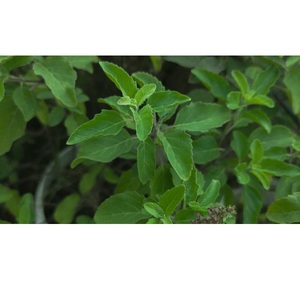 Feuilles de Tulsi Complément alimentaire naturel à base de plantes Soutient l'immunité Réduit le stress Favorise la santé respiratoire et améliore le bien-être général - Product Image 3