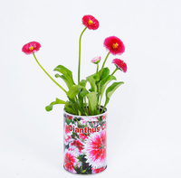 Haricots magiques pour enfants, nouveauté, cadeaux de jardinage à domicile pour la plantation sur balcon, jouet de Noël festif, en boîte métallique, Tongqu fait main