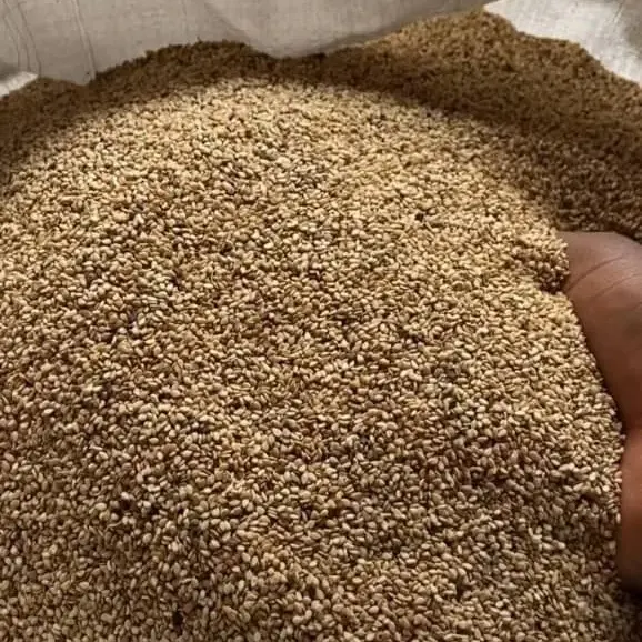 Yüksek saflıkta BURKINA SESAME unhusesame susam tohumu % 99/9 saflık yüksek yağ TAHINI için düşük yağ tatlı içerir