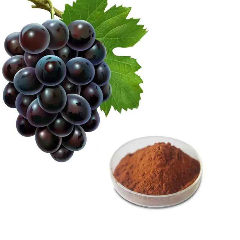 Druif Extract Hoge Kwaliteit Grape Seed Extract Poeder 95% Proanthocyanidinen