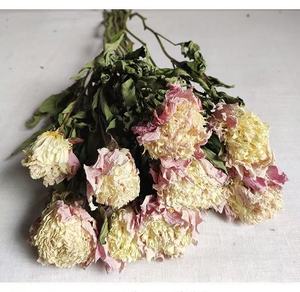 Ramo de Flores Secas de Peonía Moutan Natural Preservada de Fábrica de Yunnan para Decoración Boho de San Valentín, Bodas, Hogar y Navidad - Product Image 3