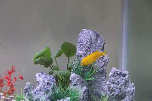 <span class=keywords><strong>Aquarium</strong></span> Bergcichlid Hars Steenrots Betta Vis Schuilplaats Natuurlijke Uitzicht Zee-/Zoetwater <span class=keywords><strong>Aquarium</strong></span> Landschap Grote Vis - Product Image 3