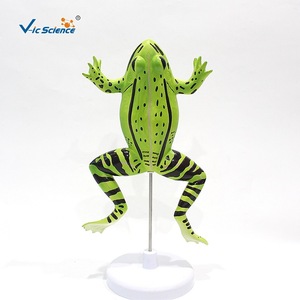 Modèle d'anatomie de grenouille VIC045, modèle animal, modèle pédagogique d'anatomie biologique - Product Image 1