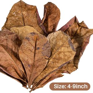 Grandes feuilles <span class=keywords><strong>de</strong></span> <span class=keywords><strong>Catappa</strong></span> pour aquariums, feuilles d'amande, conditionneur d'eau pour Betta, aquarium pour crevettes, décorations pour aquarium <span class=keywords><strong>de</strong></span> Betta, <span class=keywords><strong>feuille</strong></span> <span class=keywords><strong>de</strong></span> Betta - Product Image 2