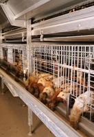 Vente directe usine : Nouveau système d'élevage automatique de type H, cages en batterie pour poulets pondeuses, galvanisées à chaud