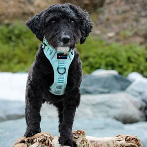 Individuelles Hundegeschirr-Set mit Halsband, Leine, Fliege, Kotbeutelspender und weiterem Haustierzubehör - Product Image 3