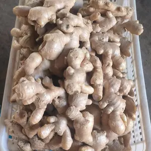 China Ginger Supplier New Arrival - Fresh Air Dried Ginger Supply In 40'' Reefer Container Ginger