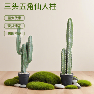 Cactus artificiel colonne Dream Castle 30cm-100cm, plante en pot simulée à trois têtes, décoration intérieure - Product Image 5