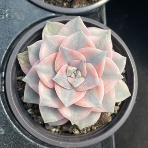 Succulentes Purple Delight Variegées de petite taille (9-10 cm) écologiques pour la décoration de la maison, des hôtels ou comme cadeau - Vente en gros - Product Image 6