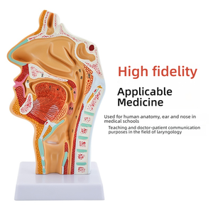 Mô hình giải phẫu mũi cho cấu trúc vòm họng mũi họng đào tạo y tế Ent phần sagittal của mũi miệng - Product Image 3