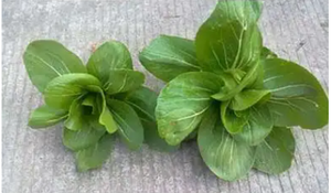 Chất Lượng Cao Hữu Cơ Rau Thức Ăn <span class=keywords><strong>Enzyme</strong></span> Nông Nghiệp Của Mới Hiệu Quả Cao Máy Bay Định Lượng Thùng Chuyên Ngành Cho Gia Cầm - Product Image 6