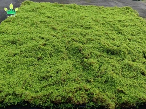 Alfombra <span class=keywords><strong>de</strong></span> Musgo Artificial, Alfombra <span class=keywords><strong>de</strong></span> Césped, <span class=keywords><strong>Plantas</strong></span> Decorativas <span class=keywords><strong>de</strong></span> Seda y Algodón, 1m*1m, Marca Lmd, para Bodas, Hogar, Patio Trasero, Balcón, Uso Interior y Exterior - Product Image 3