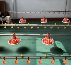 Новая полностью автоматическая система подачи корма, экологически чистая пластиковая кормушка-поилка с сосками, гарантия 1 год для птицеводства - Product Image 5