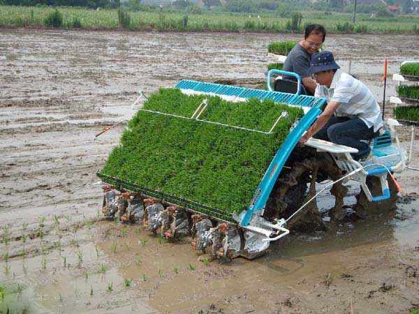 ライドオン水田田植栽機6列植栽機手動田植栽機種まき機