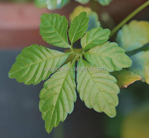 Бесплатный образец экстракта Jiaogulan 20:1 Gynostemma Pentaphyllum, 98% порошок - Product Image 2