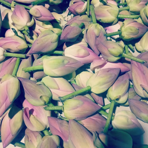 He Hua Factory Supply Getrocknete Nelumbo Nucifera Whole Red Pink Lotus Individuell verpackte wilde Natur für Weihnachten und Ostern - Product Image 4