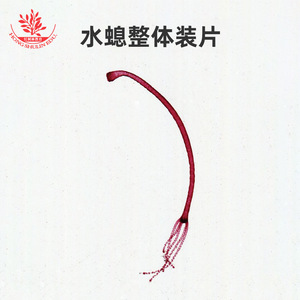 Hydra specimen slides, typical learning materials for coelenterates, <b>microscopic</b> observation, synchronized with the - Product Image 3