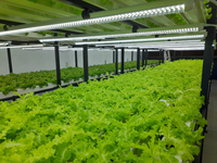 Système de culture hydroponique vertical avec éclairage de croissance pour laitues, herbes et légumes-feuilles, utilisant des canaux NFT
