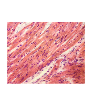 Hochschul bildung Herz muskel der menschlichen Sektion Histologie Folien - Product Image 1
