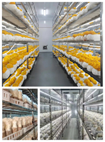 Grande ferme en conteneur maritime avec système hydroponique vertical et couverture en tôle pour la culture de légumes