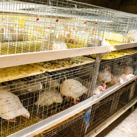 Cage à poulets de type H pour l'élevage commercial, galvanisée à chaud, à plusieurs étages, avec équipement d'alimentation automatique