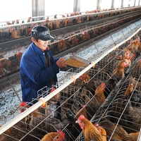 Ligne de machine à granulés pour volaille, animal, bétail, poulet, pour keyna