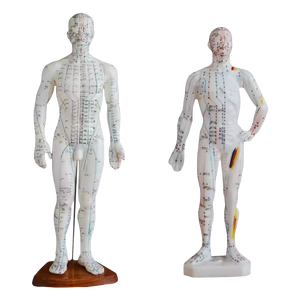 Modèle d'acupuncture en PVC ADA Medical Science 50CM mâle pour la démonstration de la maladie et outil d'enseignement médical de formation 26CM - Product Image 1