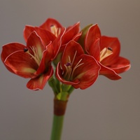 Bunga Clivia Amaryllis PU Berkualitas Tinggi, Tangkai Tunggal, untuk Dekorasi Rumah, Fotografi Pernikahan, dan Acara