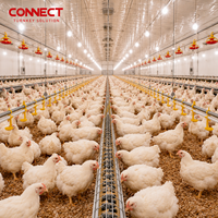 Ligne d'alimentation et d'abreuvement automatique intelligente pour l'élevage de poulets de chair, équipement pour la construction d'élevages avicoles à grande échelle