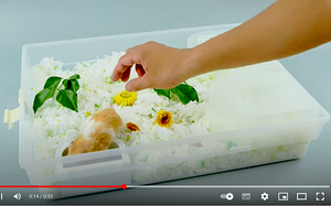 กรงสัตว์เลี้ยงพลาสติกใสขนาดเล็กหน้าจอกันลม728-A สำหรับสุนัขและแมว - Product Image 3