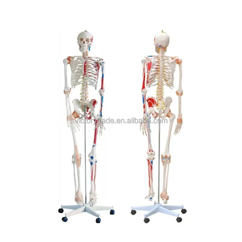 V-GF220110-2 Levensgrote 180Cm Afneembare De Model Van Menselijk Skelet Met Enthesis Van Spieren Voor Onderwijs