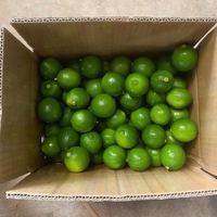 Verse pitloze limoenen citrusvruchten groen hoog sapgehalte 60-90 dagen houdbaarheid Vietnam export bulk groothandel