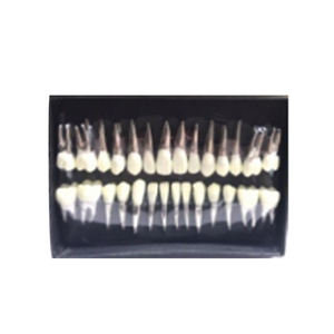 Model gigi ortodontik praktis, pengganti gigi untuk UM-S2B - Product Image 2