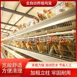 Cage à poulets de type H en acier galvanisé, multi-niveaux, haute rigidité, pour usage agricole - Product Image 5