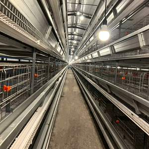 Cage à poulets <span class=keywords><strong>de</strong></span> chair à grande échelle, structure en acier à 3 couches, <span class=keywords><strong>type</strong></span> <span class=keywords><strong>A</strong></span>, pour bâtiment avicole - Product Image 1