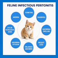 Bandelettes de test pour maladies infectieuses du chat, approvisionnement direct usine, kit de diagnostic rapide 3-en-1 pour FPV/FeLV/FIPV, qualité hospitalière