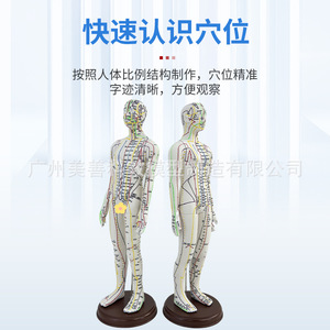 Modelo de figura humana de 52 cm con diagrama de puntos de acupuntura, versión transfronteriza, código en inglés, para práctica de acupuntura. - Product Image 5